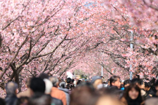Your Ultimate Guide to Cherry Blossom Viewing in Japan