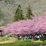 visa-free cherry blossom