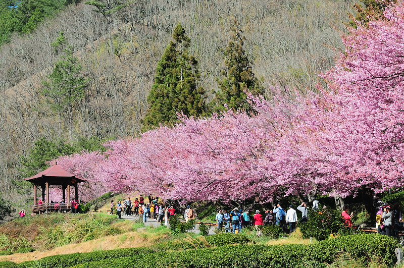 visa-free cherry blossom
