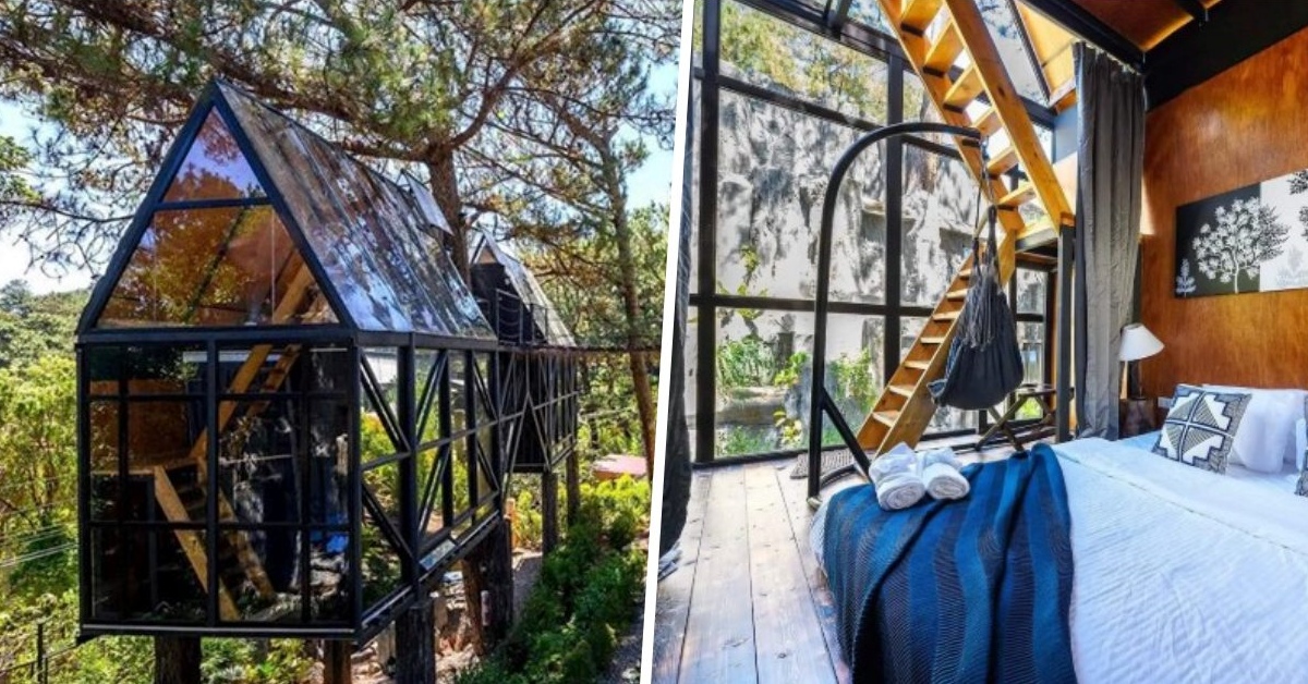glass treehouse in baguio