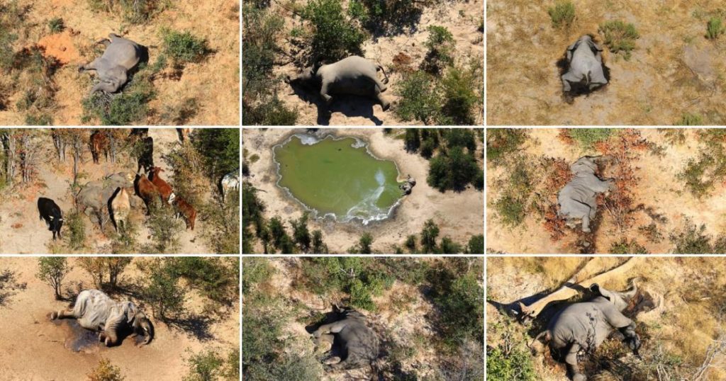 Botswana Elephants Are Mysteriously Dying By The Hundreds