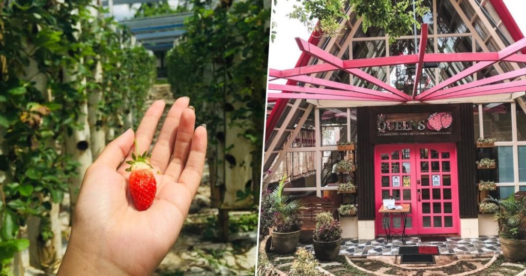 Queens Strawberry Farm in Cavite Pick Fresh Fruit & Enjoy Sweet Treats