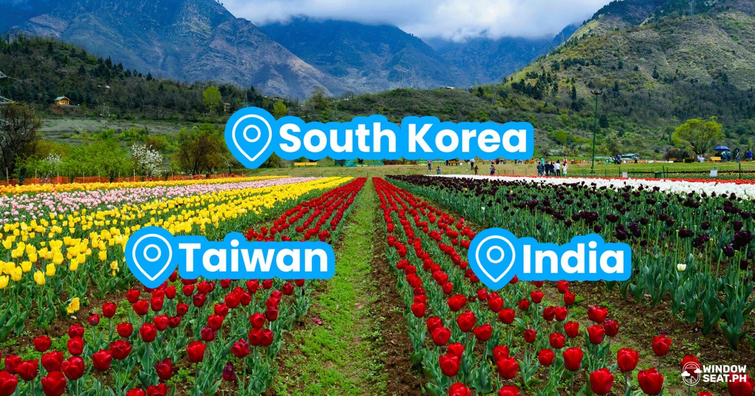 Tulip Fields in Asia: Breathtaking Flowers You Can View in Asia